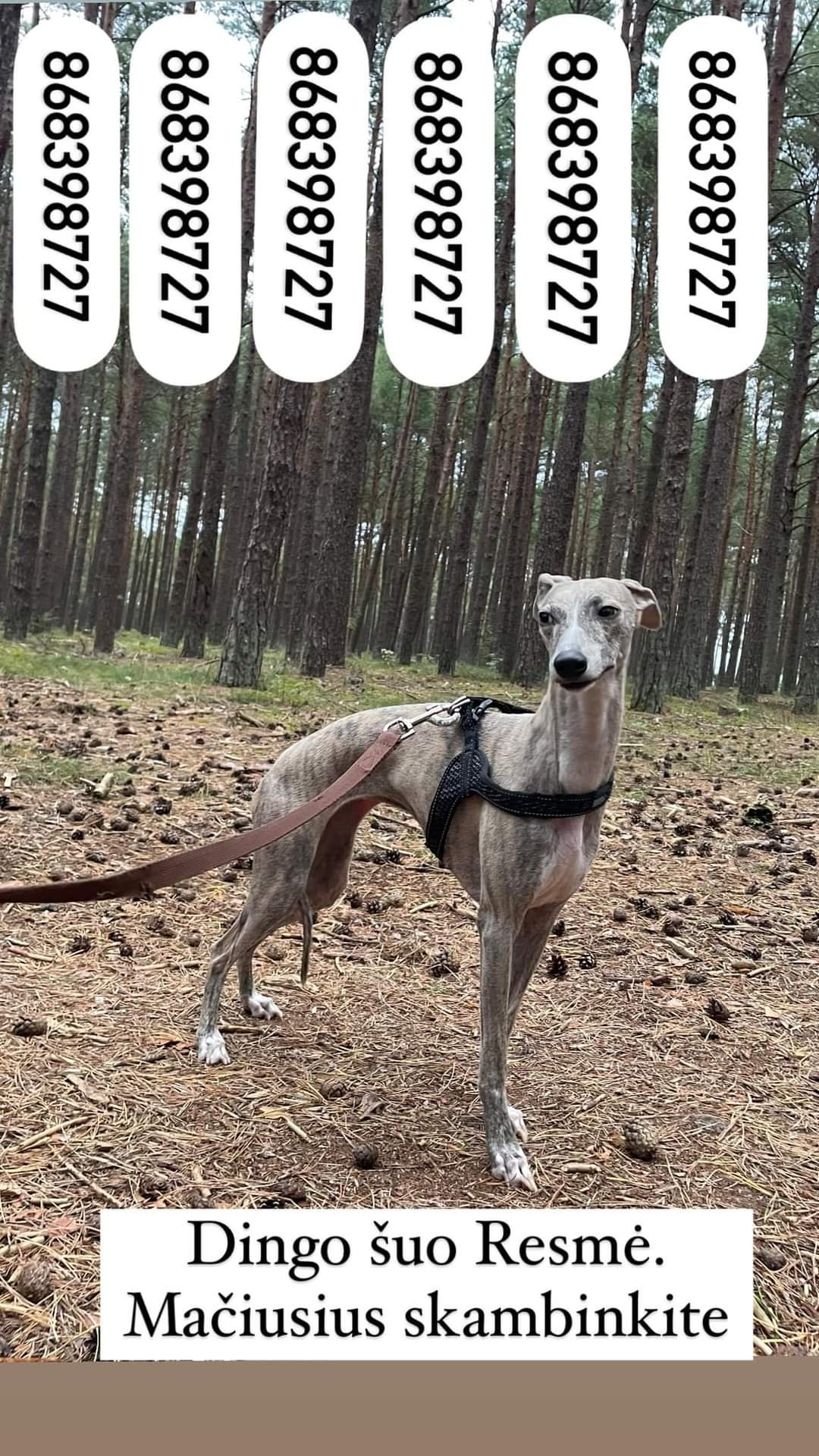 Dingo Vipetų veislės šuo