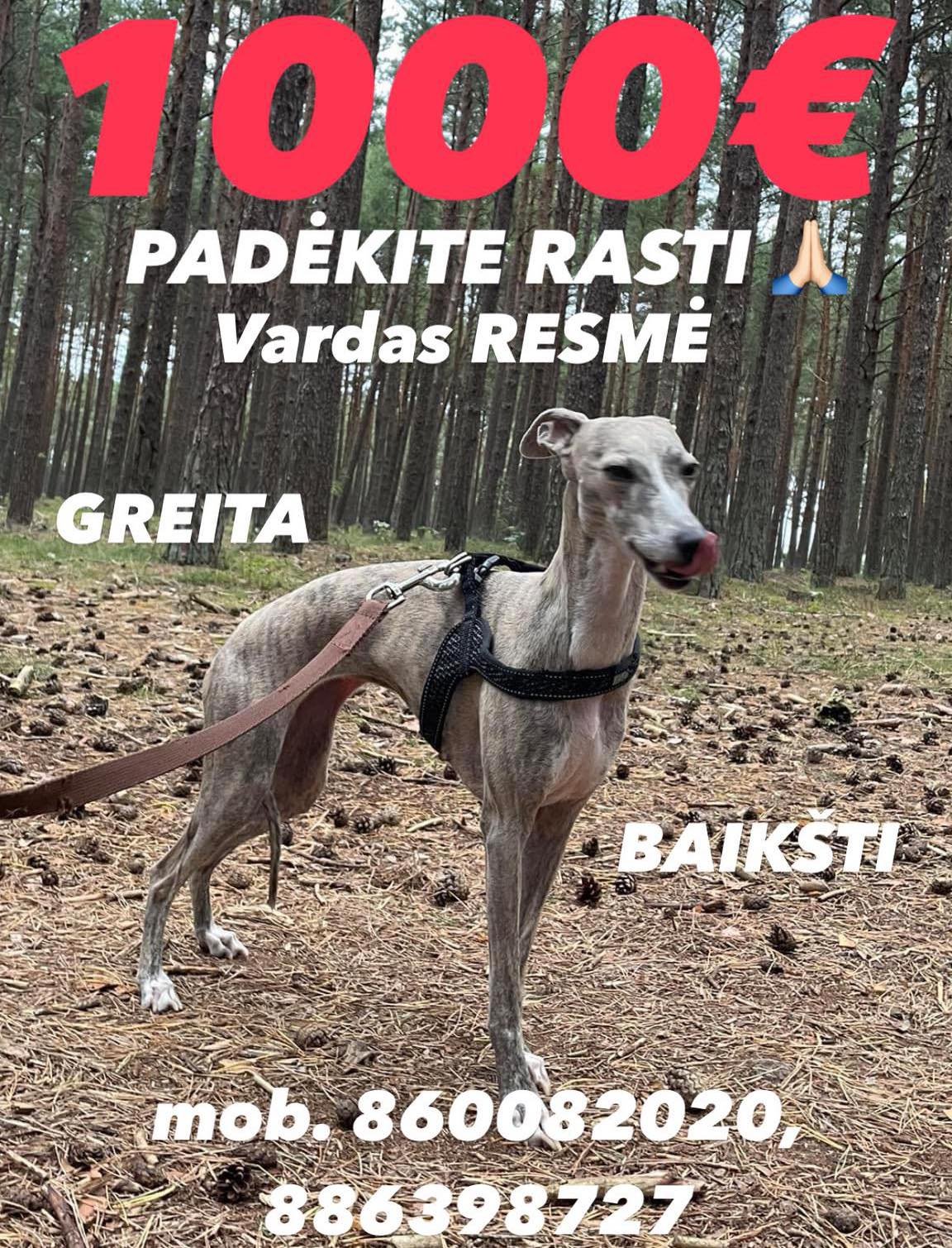 Dingo Vipetų veislės šuo