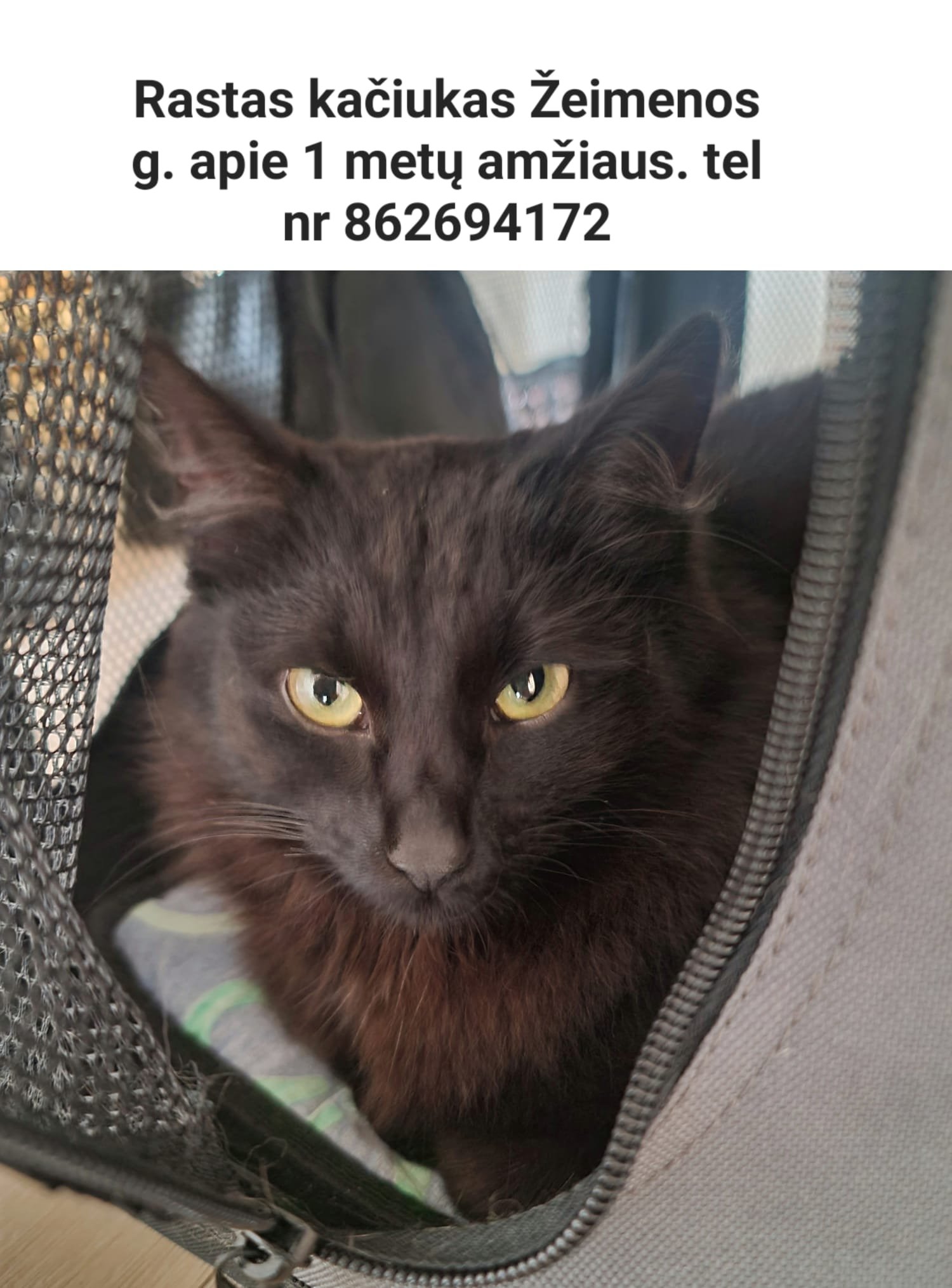 Rastas labai meilus nečipuotas nekastruotas apie 1 m. amžiaus juodas kačiukas