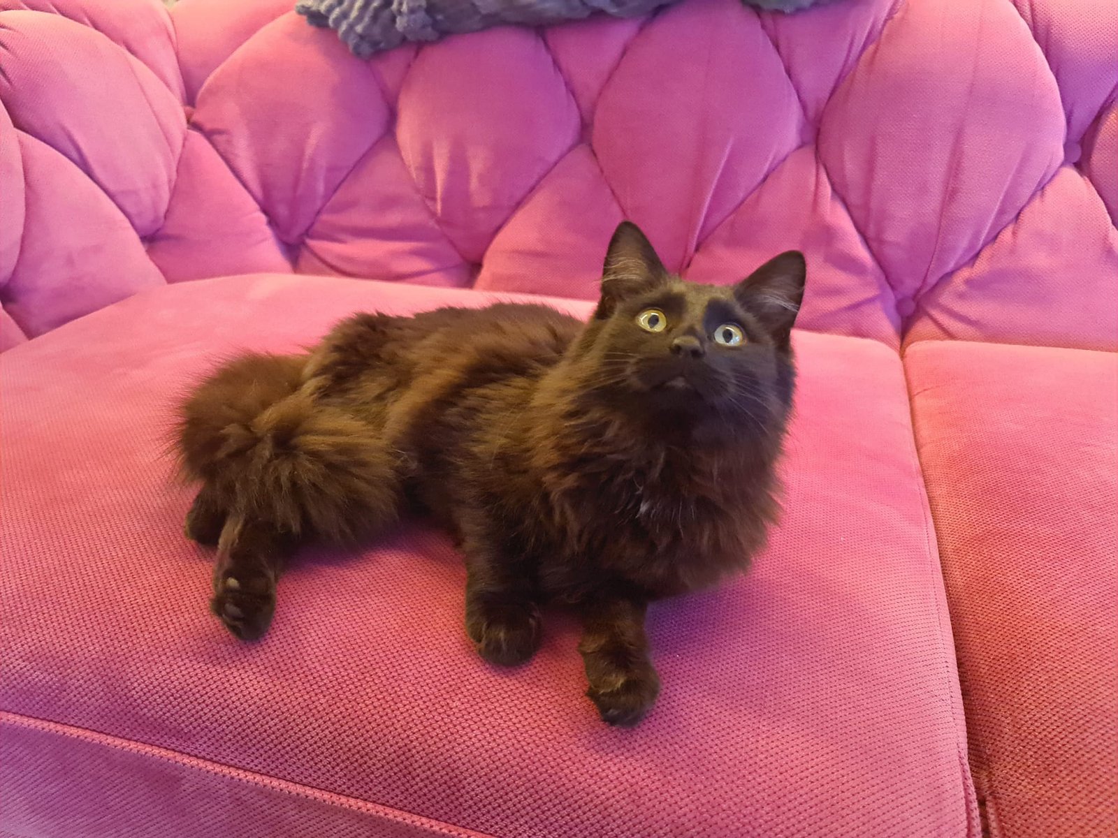 Rastas labai meilus nečipuotas nekastruotas apie 1 m. amžiaus juodas kačiukas