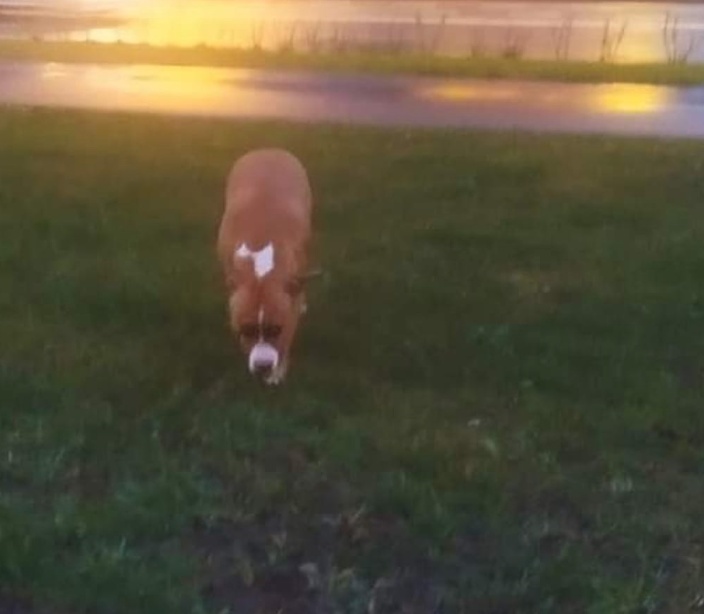 Ieškomi šiu šunu šeimininkai