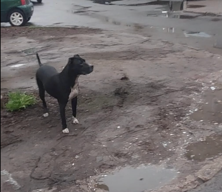 Ieškomi šiu šunu šeimininkai